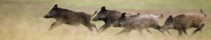 Wildschweine wandern