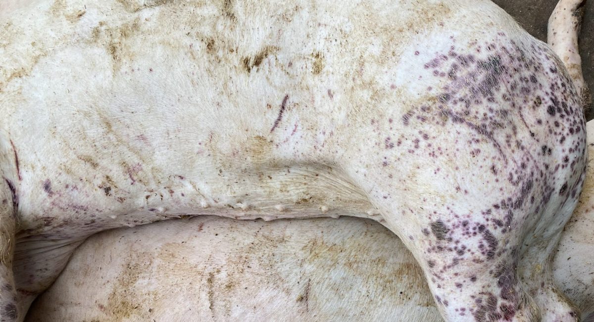 PDNS bei einem Mastschwein Copyright Tierarztpraxis ALPI