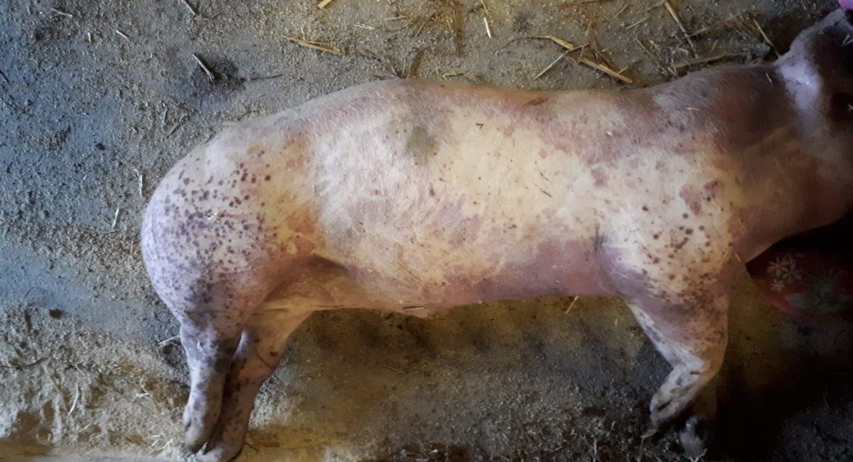 PDNS bei einem Mastschwein Copyright Tierarztpraxis ALPI