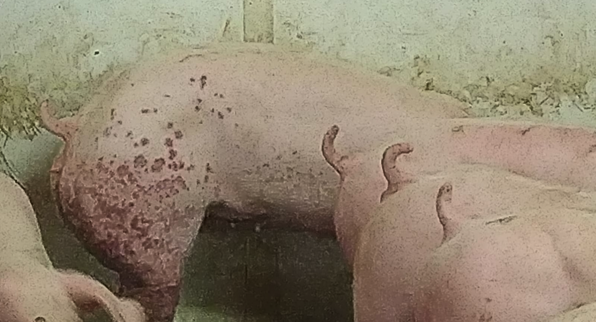 PDNS bei einem Mastschwein Copyright Tierarztpraxis ALPI
