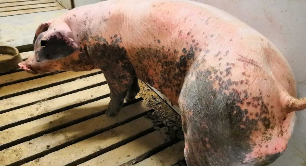 PDNS bei einem Mastschwein Copyright Tierarztpraxis ALPI